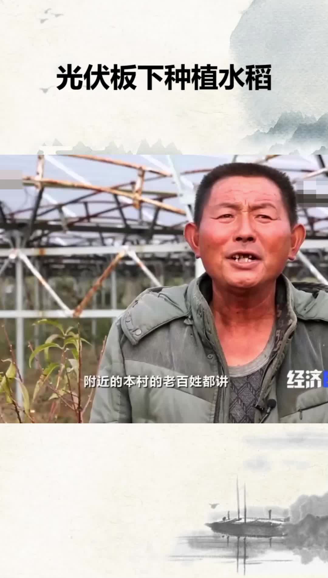 光伏板下种植水稻(二)